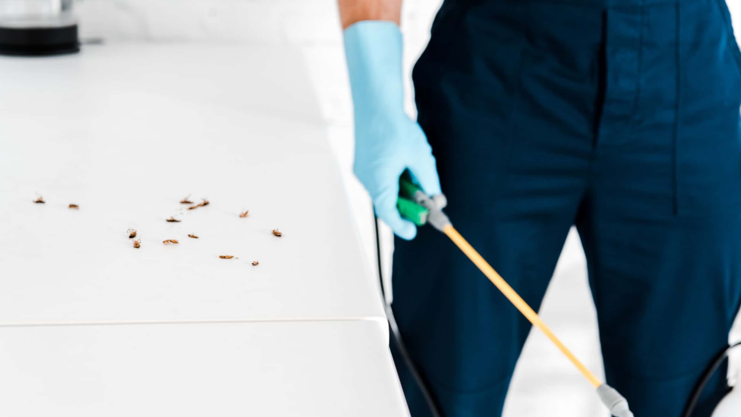 How Can You Improve Your Home's Protection Against Pests in Forney TX