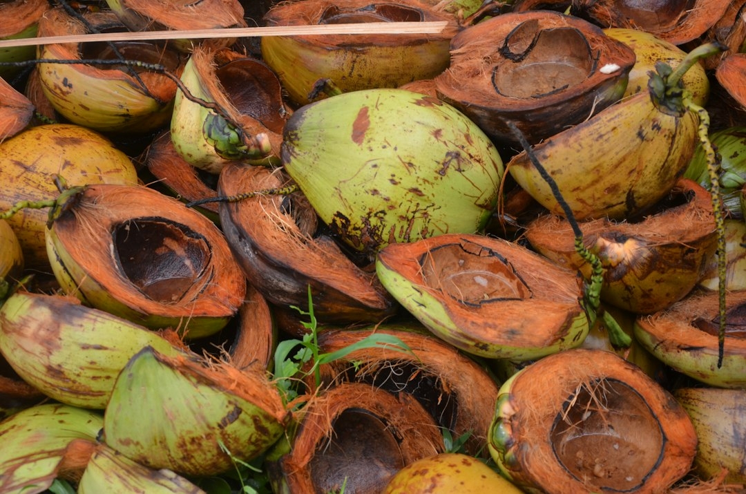 coconut sprouts