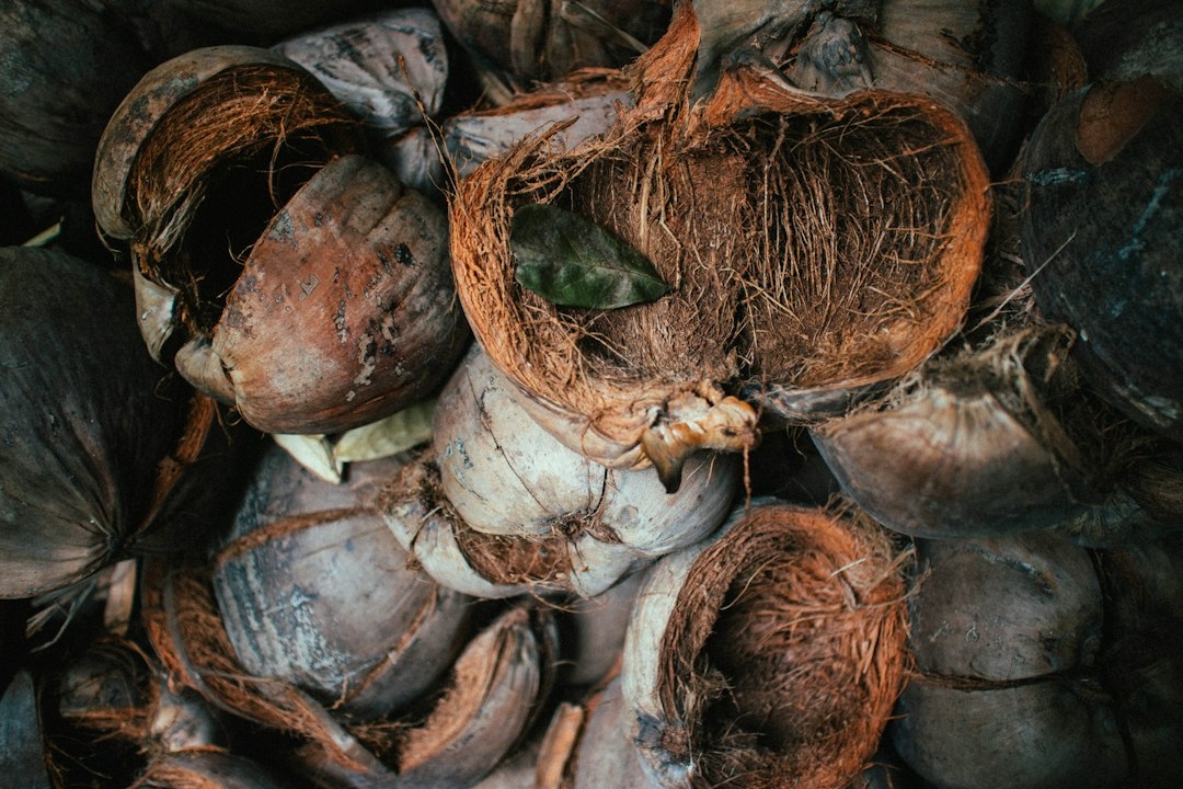 sprouted coconut flesh