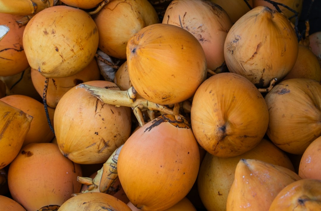Sprouted Coconut